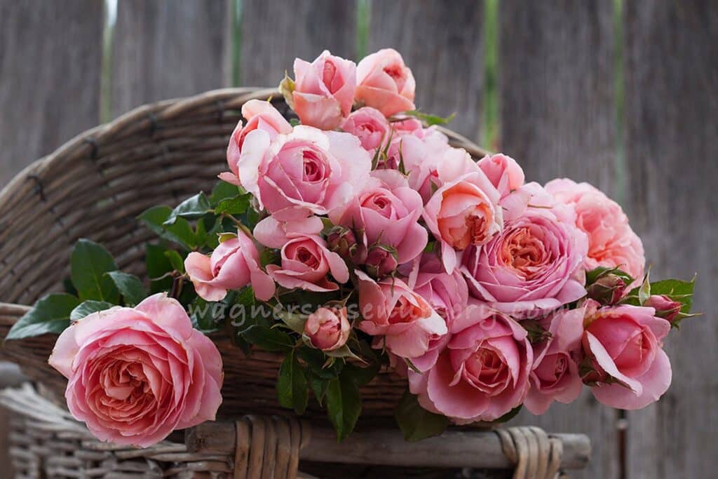 Rose Flower Bouquet