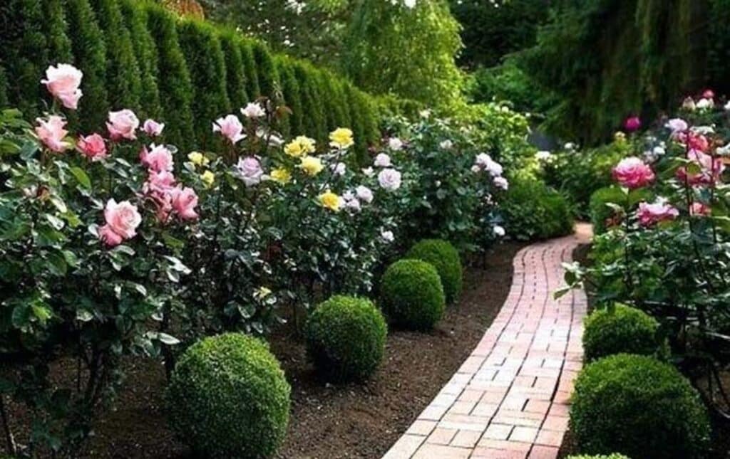 Rose Garden with stone pathway