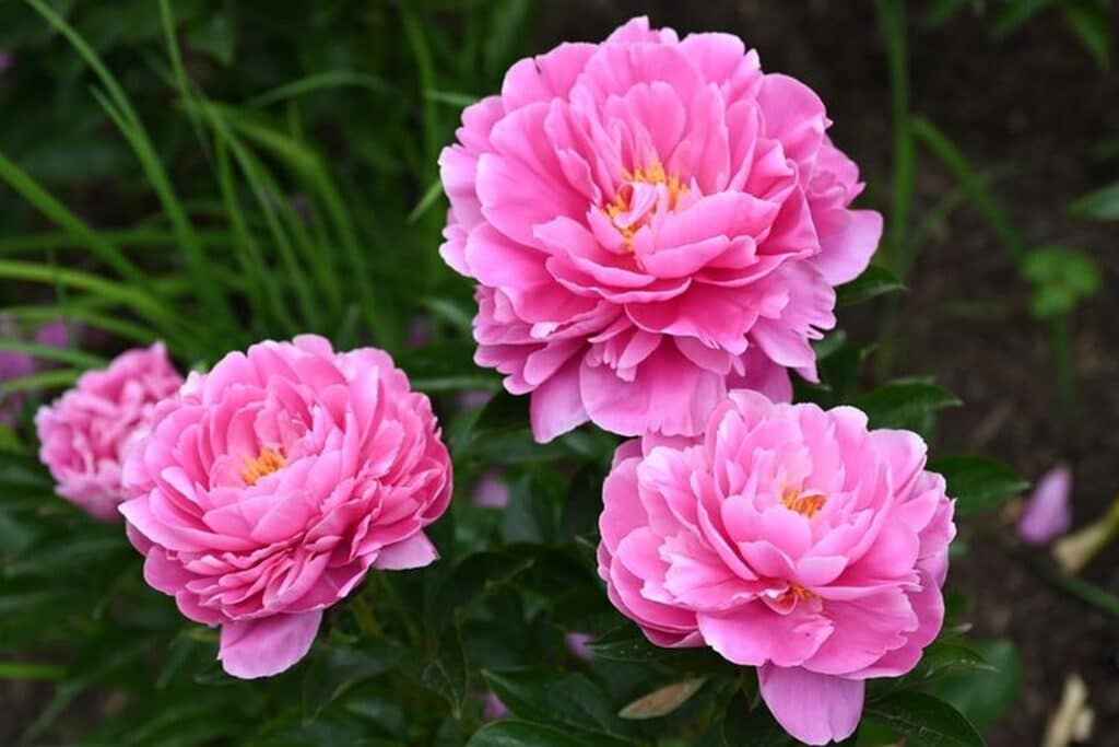 Gorgeous Peony Flowers