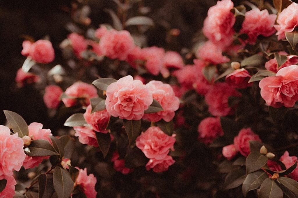 Rose and Peony Garden