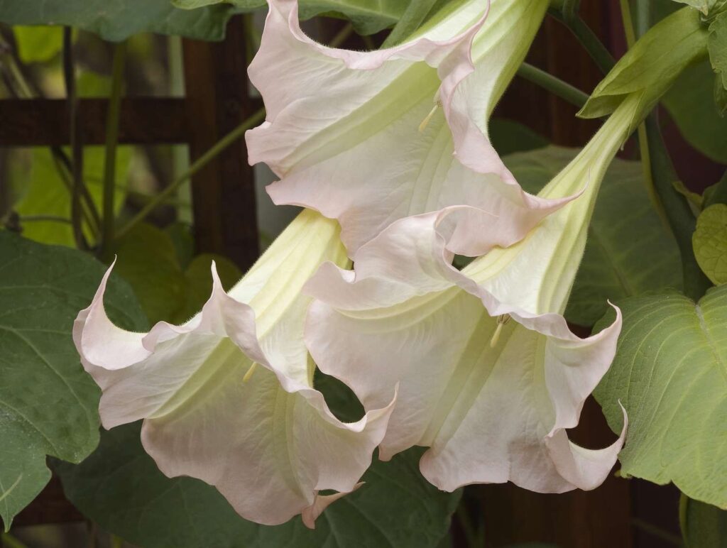 Gorgeous White Angel Trumpet Flowers