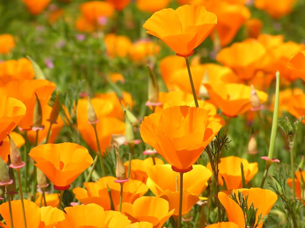 Beautiful Garden full of Poppy blooms