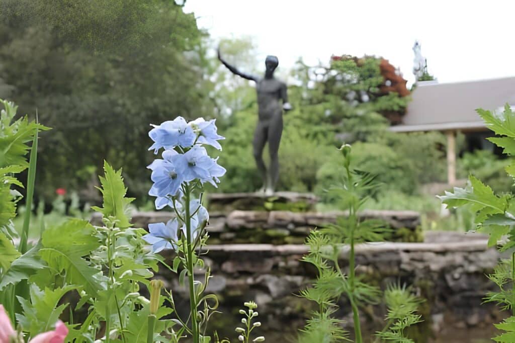 Poppy Garden