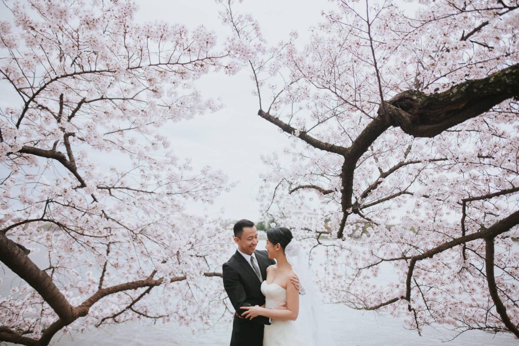 Beautiful Bride and Groom in a wedding photoshoot under the canopy of Sakura